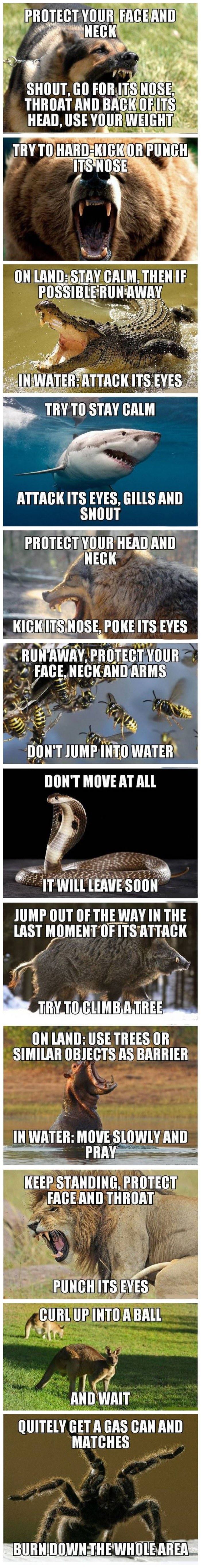 surival tips against various animals funny picture