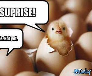 Surprise Chick Hatch