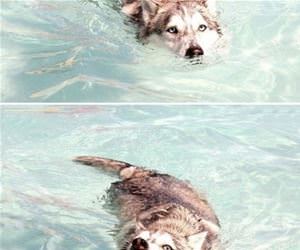 swimming crocodile funny picture