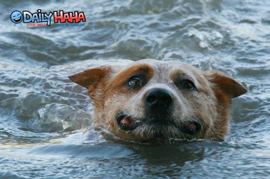 Dog struggling to swim