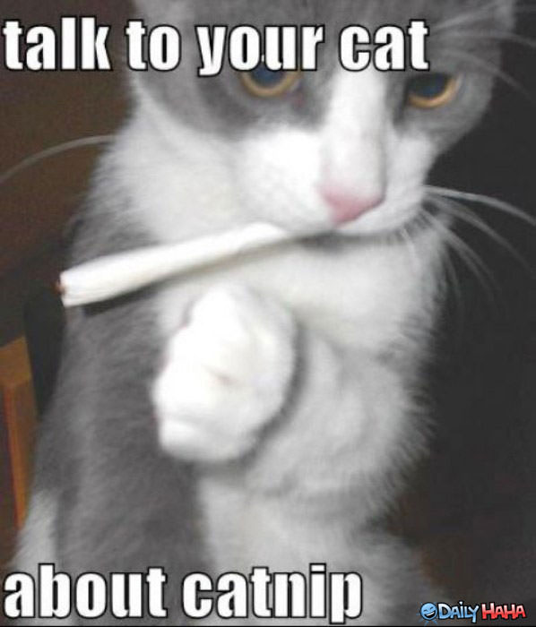 Dangers of Catnip funny picture