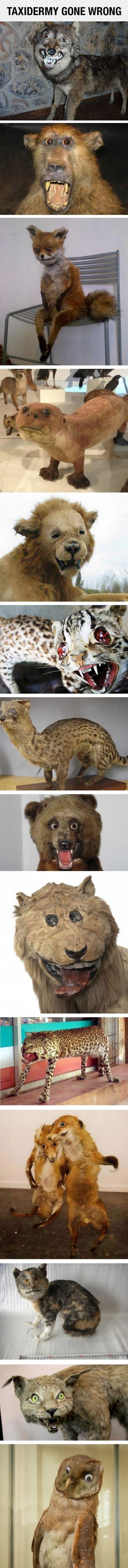 taxidermy gone wrong funny picture