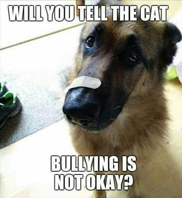 tell the cat