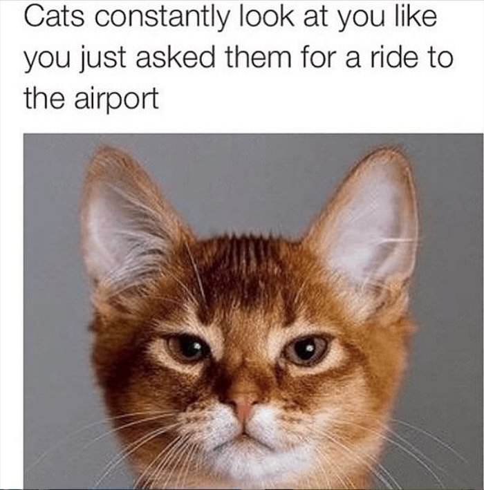 that cat look