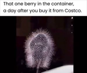 that one berry