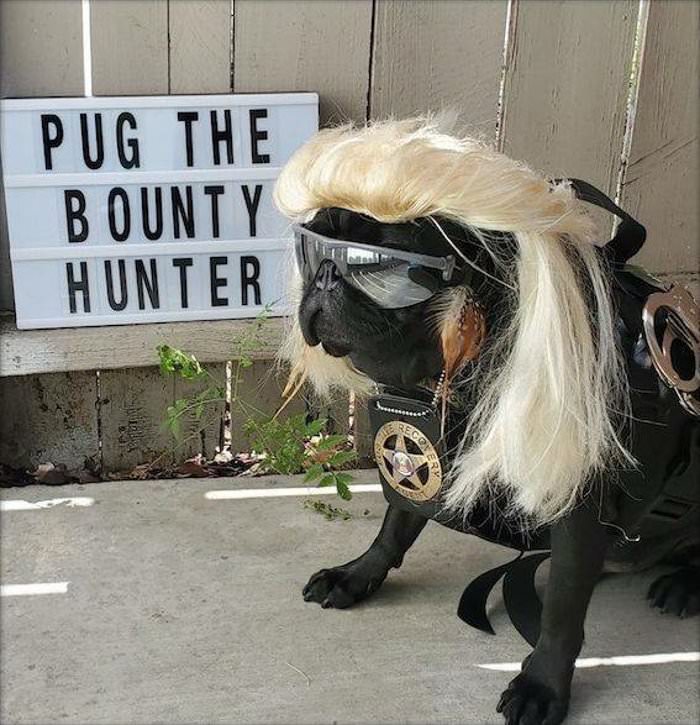 the bounty hunter