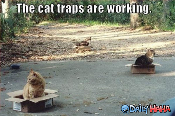 Cat Traps funny picture
