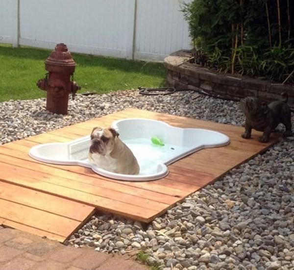 The Doggy Pool funny picture
