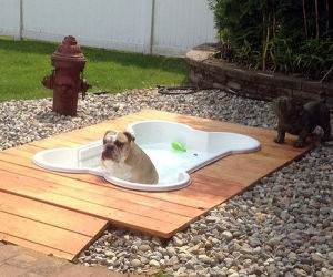 The Doggy Pool funny picture
