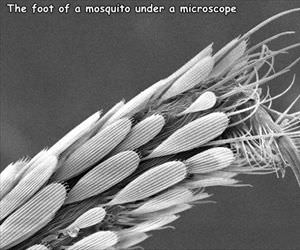 the foot of a mosquito