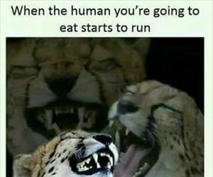 the human you will eat