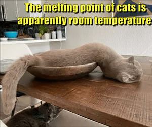 the melting point of cats