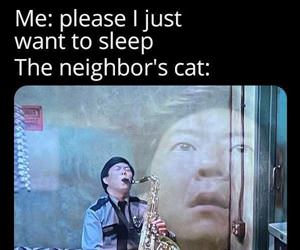 the neighbors cat
