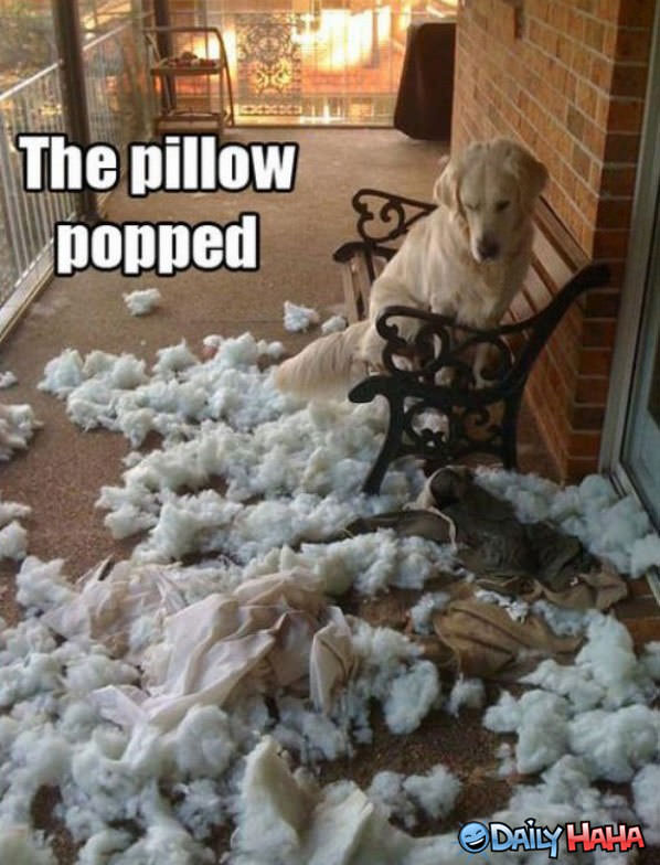 Pillow Popped funny picture