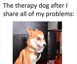 the therapy dog ... 2
