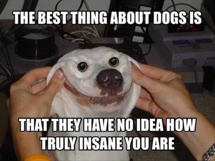 the best thing about dogs funny picture