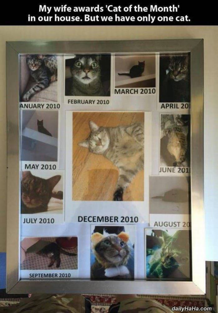 the cat of the month funny picture