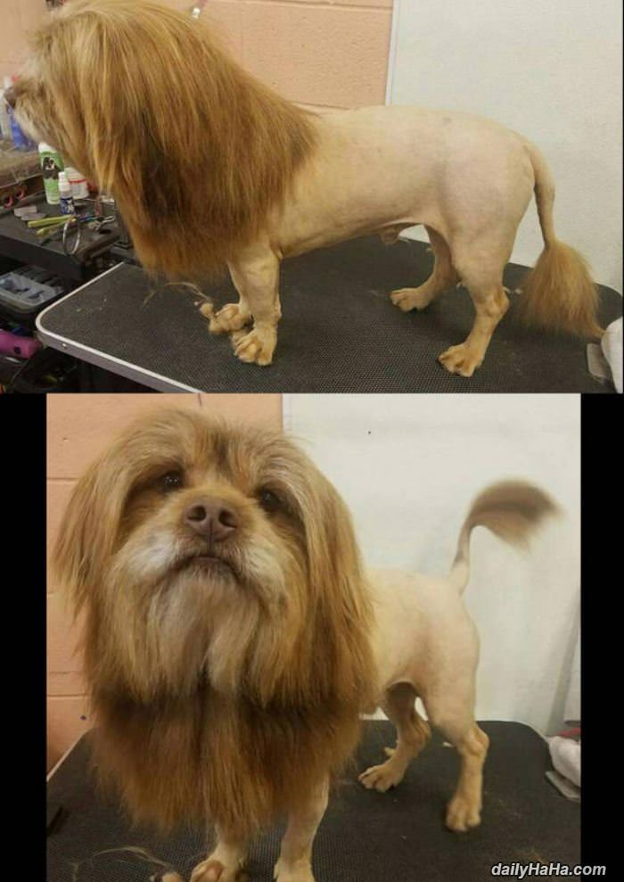the dog lion funny picture
