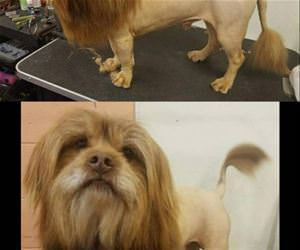 the dog lion funny picture