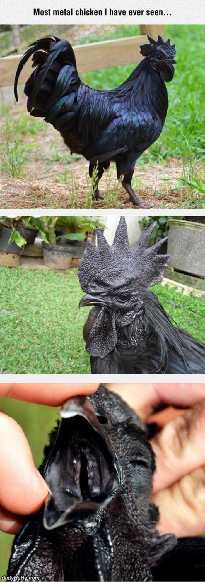 the most metal chicken ever funny picture