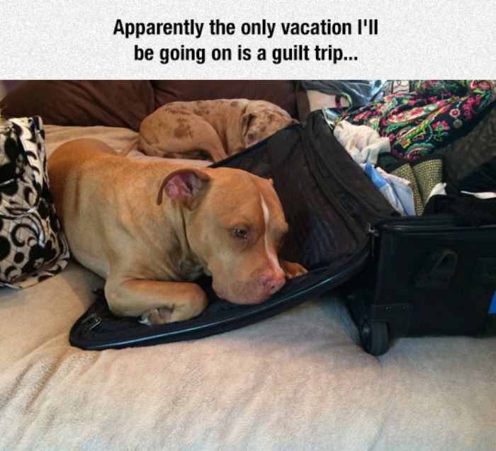 the only vacation funny picture