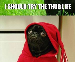 the thug life funny picture
