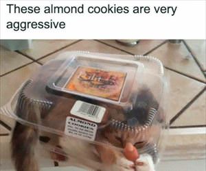 these almonds are aggressive