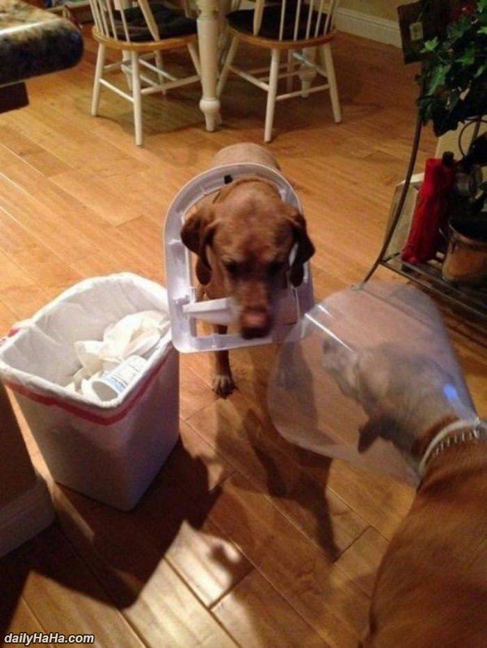 these cones of shame funny picture