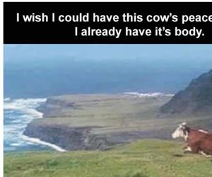 this cows peace of mind
