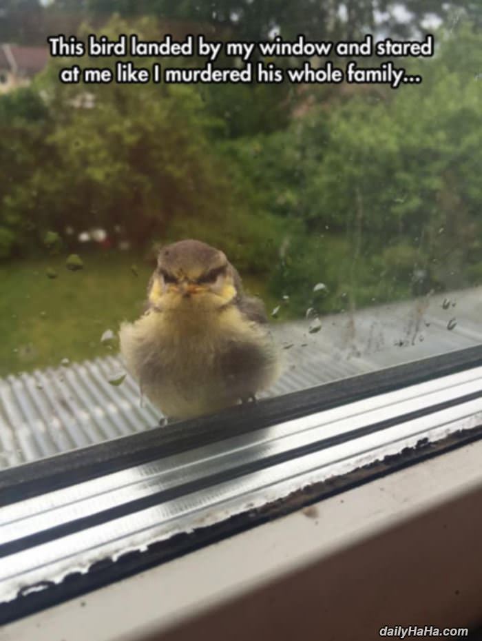 this bird funny picture