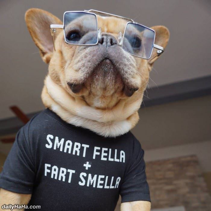 this dog is a smart fella funny picture