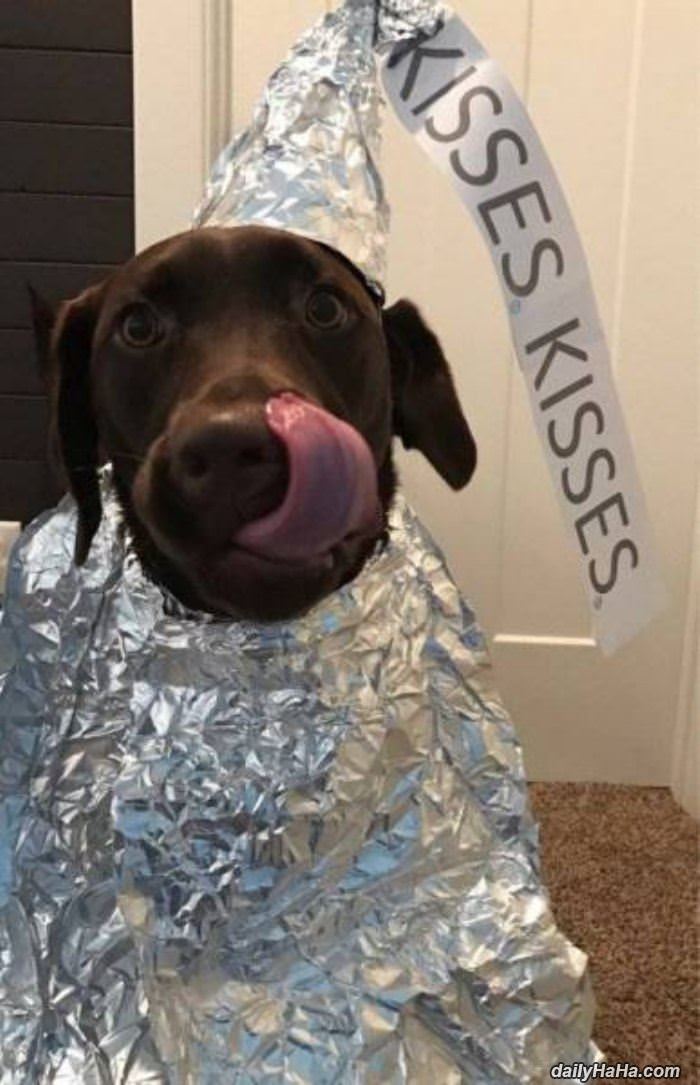 this dogs kisses funny picture