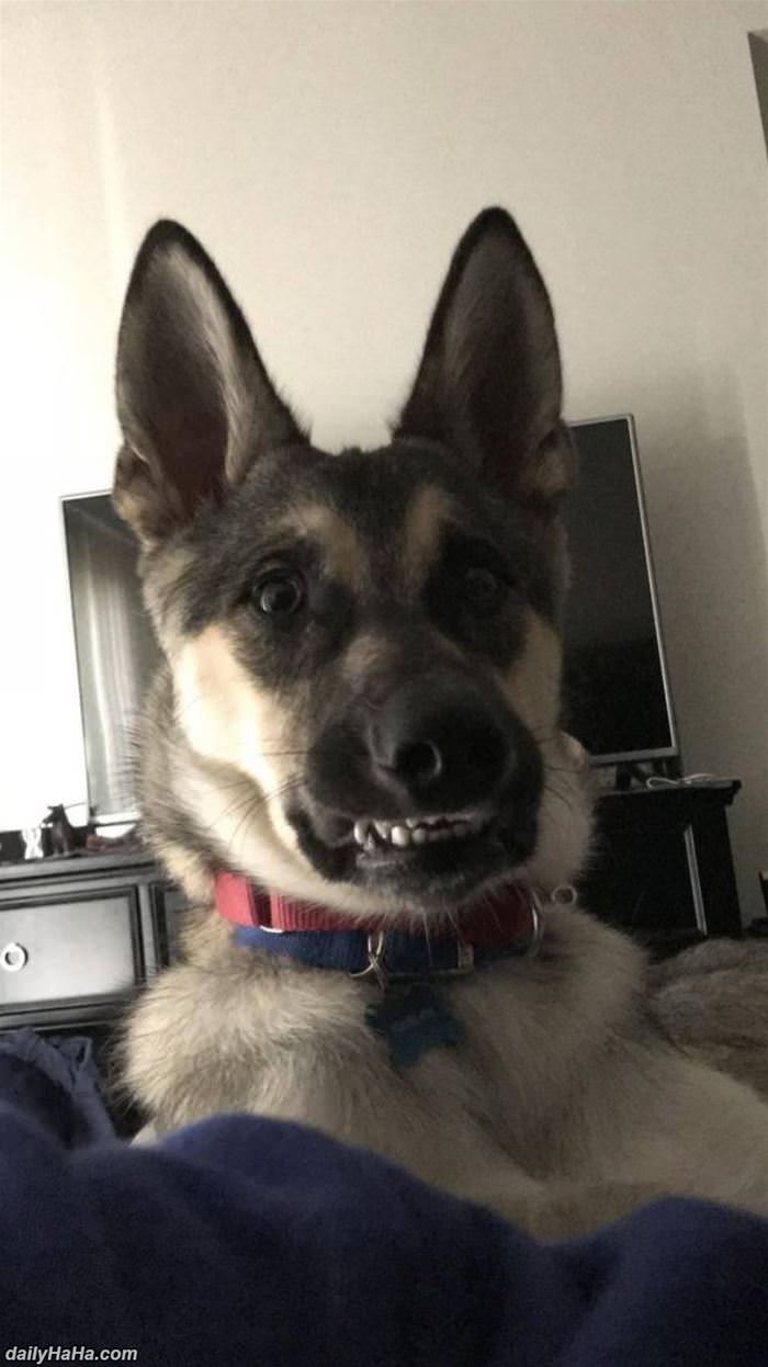 this_is_a_happy_pup This Is A Happy Pup