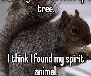 this is my spirit animal funny picture