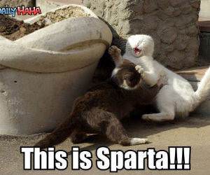 This is Sparta Cats