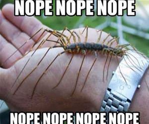 this is the nope bug funny picture