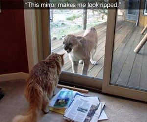 this mirror is great funny picture