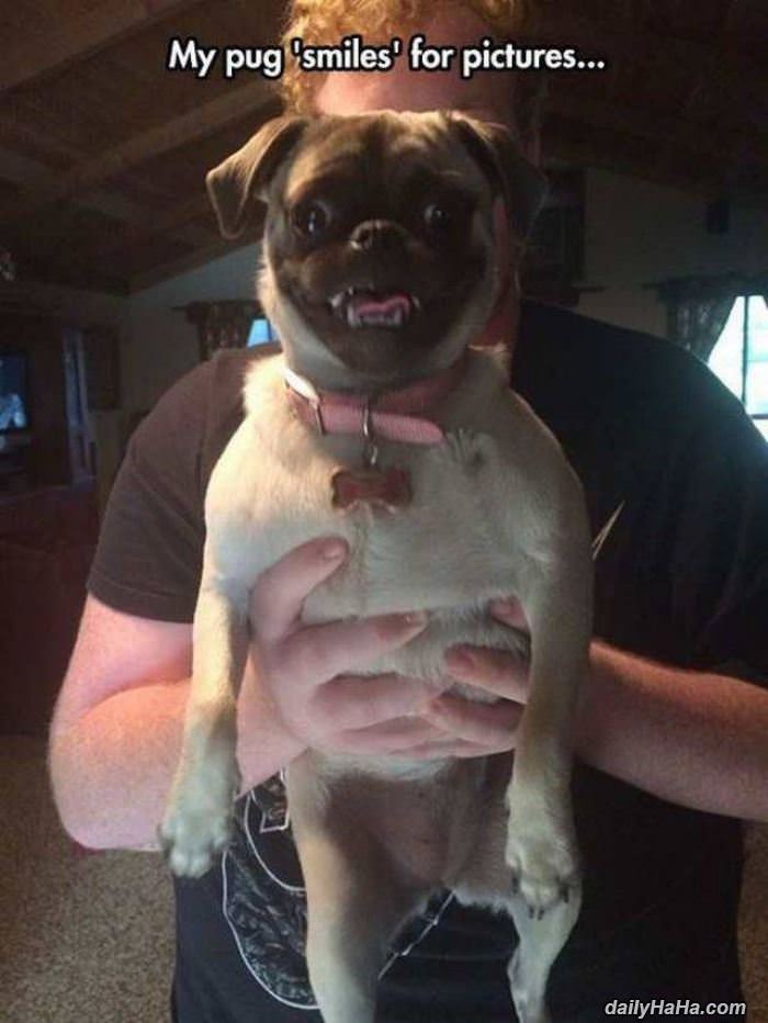 this pug smiles for pictures funny picture