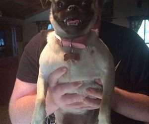 this pug smiles for pictures funny picture