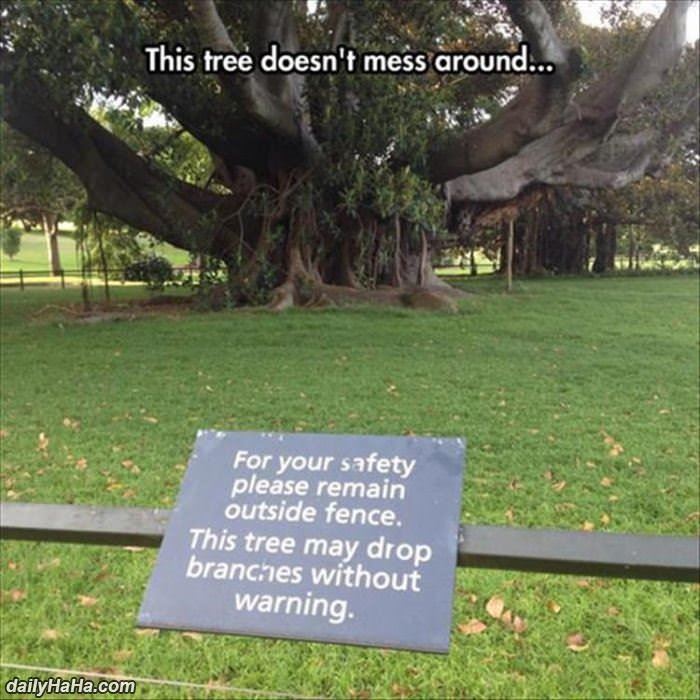this tree does not mess around funny picture