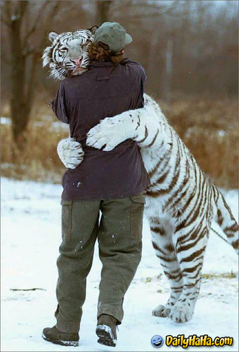 Man Hugging Tiger, Tiger getting hungry! Category: animals