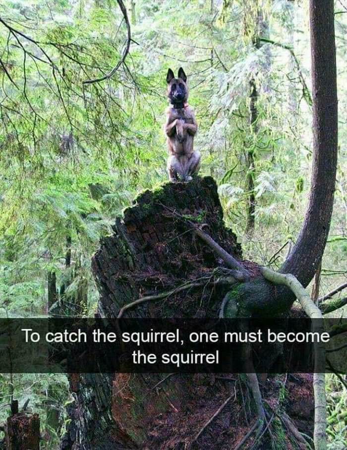 to catch a squirrel ... 2