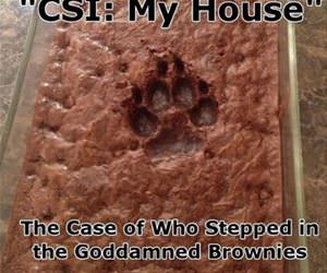 tonight on csi funny picture