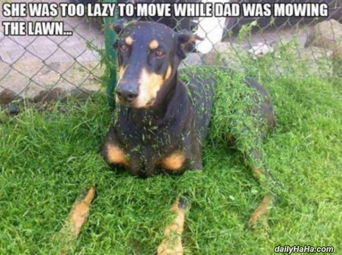 too lazy to move funny picture