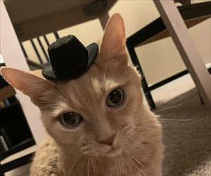 top hat cat