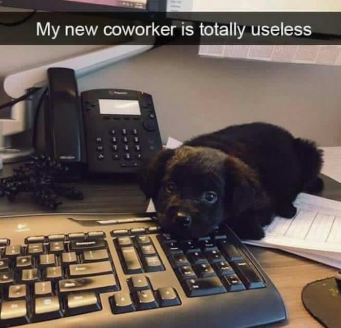 totally-useless-co-worker funny picture