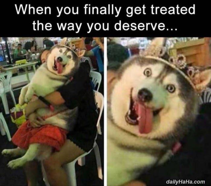 treated the way you deserve funny picture