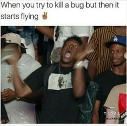 tried to kill a bug