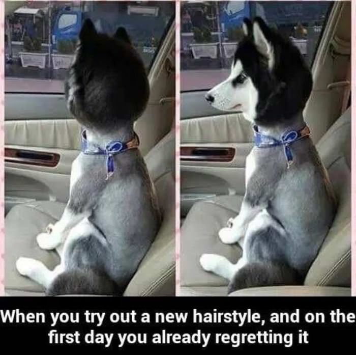 trying a new hairstyle funny picture