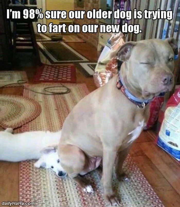 trying to fart on the new dog funny picture